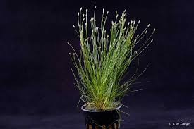 Attēlu rezultāti vaicājumam “Eleocharis acicularis”