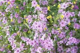 Image result for Malva sylvestris var. mauritiana