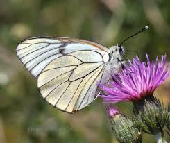 Attēlu rezultāti vaicājumam “Aporia crataegi female”