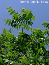Attēlu rezultāti vaicājumam “Juglans cinerea”