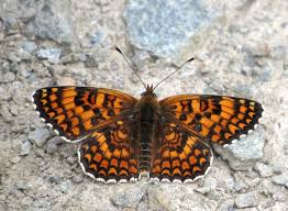 Attēlu rezultāti vaicājumam “Melitaea phoebe”