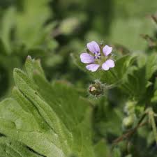 Attēlu rezultāti vaicājumam “Geranium pusillum flower”