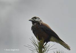 Attēlu rezultāti vaicājumam “Nucifraga caryocatactes adult”