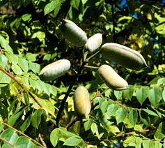 Attēlu rezultāti vaicājumam “Gymnocladus dioicus bud”