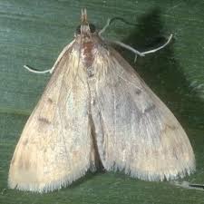 Attēlu rezultāti vaicājumam “Pyralididae”