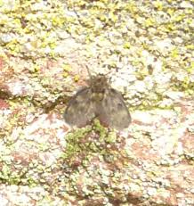 Attēlu rezultāti vaicājumam “Psychodidae”