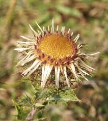 Attēlu rezultāti vaicājumam “Carlina vulgaris flower”