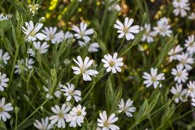 Attēlu rezultāti vaicājumam “Stellaria palustris”
