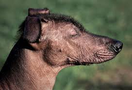Image result for ugliest dog