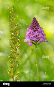 Attēlu rezultāti vaicājumam “Listera ovata fruit”