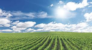 Image result for maralaser tehron