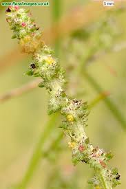 Attēlu rezultāti vaicājumam “Atriplex littoralis”