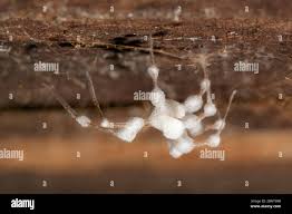 Attēlu rezultāti vaicājumam “Torrubiella arachnophila”