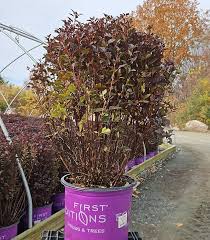 Attēlu rezultāti vaicājumam “Physocarpus opulifolius”