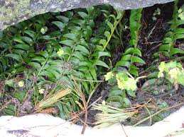Attēlu rezultāti vaicājumam “Polystichum lonchitis”