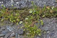 Attēlu rezultāti vaicājumam “Sagina procumbens fruit”