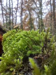 Attēlu rezultāti vaicājumam “Leucodon sciuroides”