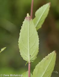 Attēlu rezultāti vaicājumam “Epilobium montanum leaf”