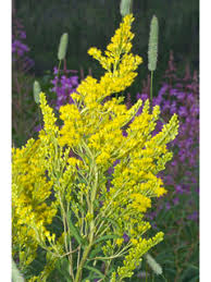 Attēlu rezultāti vaicājumam “Solidago canadensis”