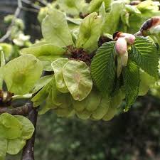 Attēlu rezultāti vaicājumam “Ulmus glabra”