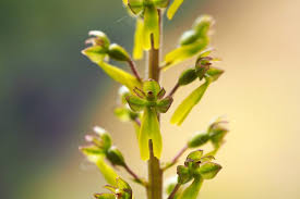 Attēlu rezultāti vaicājumam “Listera ovata flower”