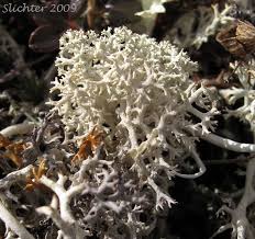 Attēlu rezultāti vaicājumam “Cladonia stygia”