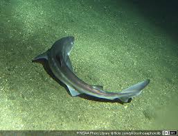 Image result for Squalus acanthias
