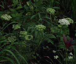 Attēlu rezultāti vaicājumam “Cenolophium denudatum”