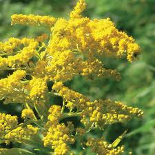 Attēlu rezultāti vaicājumam “Solidago canadensis flower”