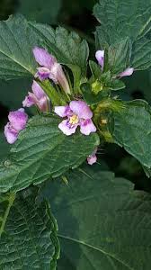 Attēlu rezultāti vaicājumam “Galeopsis tetrahit”