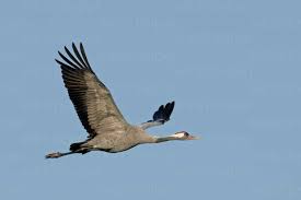 Attēlu rezultāti vaicājumam “Grus grus”