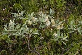 Attēlu rezultāti vaicājumam “Salix cinerea”