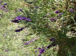 Attēlu rezultāti vaicājumam “Vicia cracca”