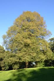 Attēlu rezultāti vaicājumam “Tilia platyphyllos Laciniata”