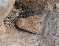 Attēlu rezultāti vaicājumam “Orthosia cruda”