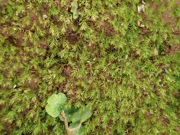 Attēlu rezultāti vaicājumam “Dicranella staphylina”