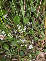 Attēlu rezultāti vaicājumam “Galium palustre”