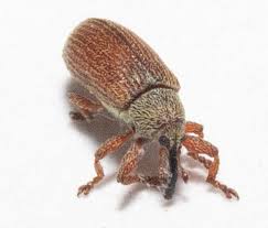 Attēlu rezultāti vaicājumam “Brachonyx pineti”