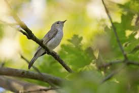 Image result for Phylloscopus orientalis