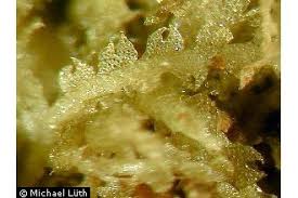 Attēlu rezultāti vaicājumam “Cephalozia connivens”