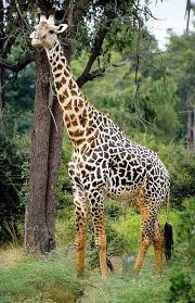 http://t0.gstatic.com/images?q=tbn:ANd9GcQZp7ubVEtQQw_0mek2bk5CzQa5cm06wEyI4-2Xd9zC7GxF_3ZVkA
