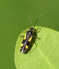 Attēlu rezultāti vaicājumam “Dryophilocoris flavoquadrimaculatus imago”