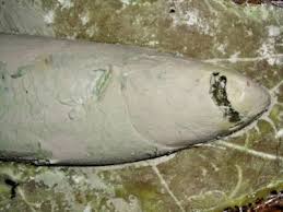 Image result for Mugil curema