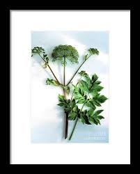 Attēlu rezultāti vaicājumam “Angelica archangelica leaf”