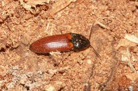 Attēlu rezultāti vaicājumam “Ampedus pomorum”