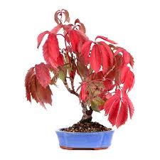 Attēlu rezultāti vaicājumam “Parthenocissus quinquefolia”