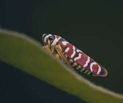 Attēlu rezultāti vaicājumam “Cicadellidae”