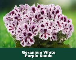 Image result for Geranium `Purple Haze`