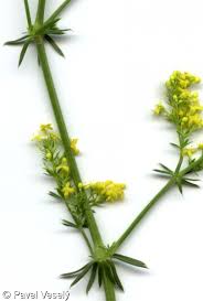 Attēlu rezultāti vaicājumam “Galium verum leaf”