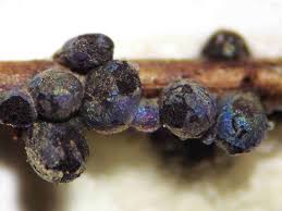 Attēlu rezultāti vaicājumam “Lamproderma pulchellum”